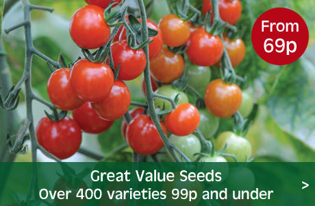 Great value seed 99p or under